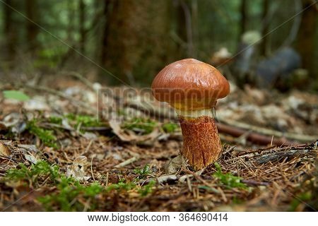 Suillus Grevillei (boletus Grevillei) In Summer Forest