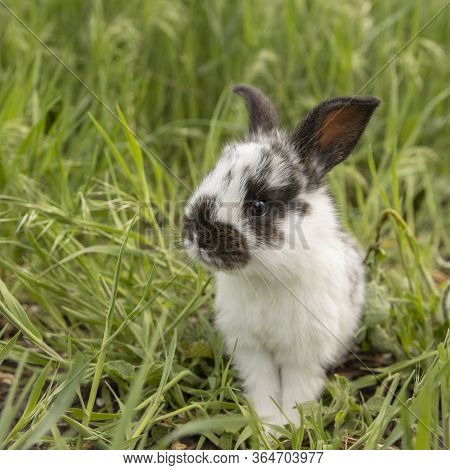 Little White Rabbit In Black Speck On Green Grass On A Summer Day.