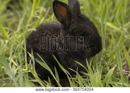 Little Black Rabbit On Green Grass On A Summer Day.