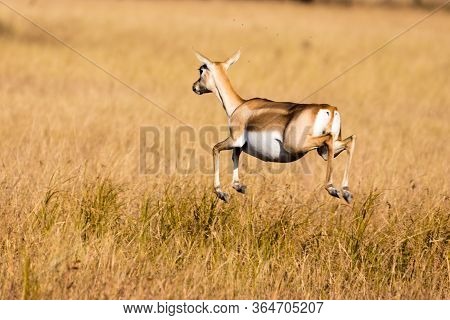The Jumping Black Buck
The Black Buck Antelope Commonly Seen In Grasslands. But Jumping Over The Gra