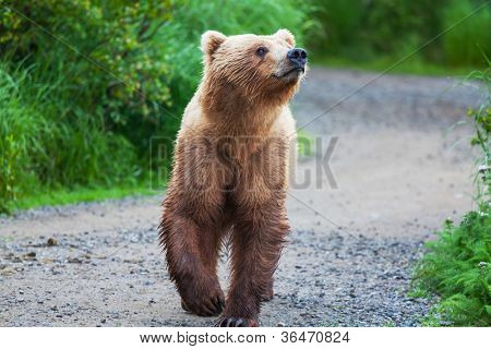 Grizzlybär auf Alaska