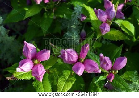 Red Turtlehead Flowers (chelone Obliqua) Blooming In A Garden On Sunny Day, Close Up, Pink Flowers B
