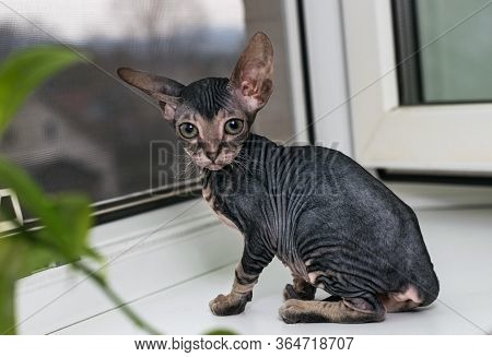 A Small Sphinx Kitten Poses In Front Of The Camera.a Beautiful Velour, Wrinkled Cat.