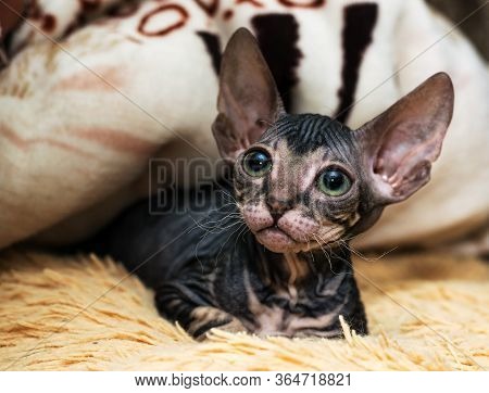 A Small Sphinx Kitten Poses In Front Of The Camera.a Beautiful Velour, Wrinkled Cat.