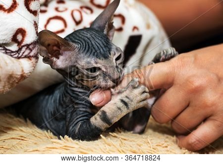 A Small Sphinx Kitten Poses In Front Of The Camera.a Beautiful Velour, Wrinkled Cat.
