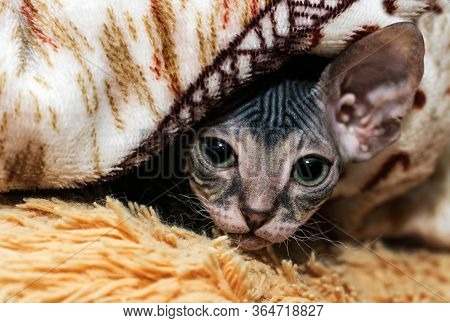 A Small Sphinx Kitten Poses In Front Of The Camera.a Beautiful Velour, Wrinkled Cat.