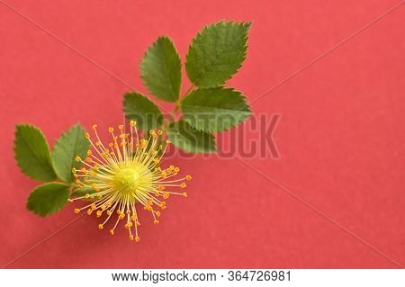 Pink Wild Rose Flowers (rosa Canina) On Red Background