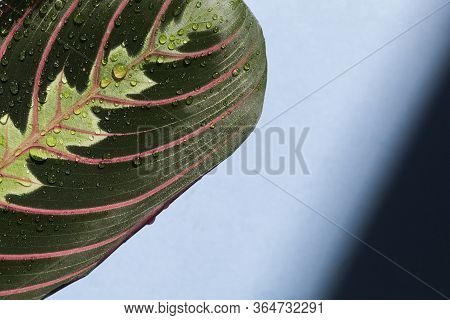 Green Arrowroot Leaf With Red Graphic Stripes On Blue Background. Arrowroot Family.