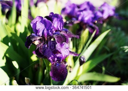 Blooming Purple Iris Flower With Water Drops After Rain In Morning Sunlight. Closeup