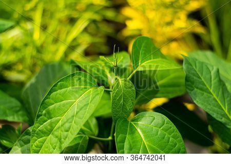 Gurmar Medicinal Plant For Diabetes In The Garden