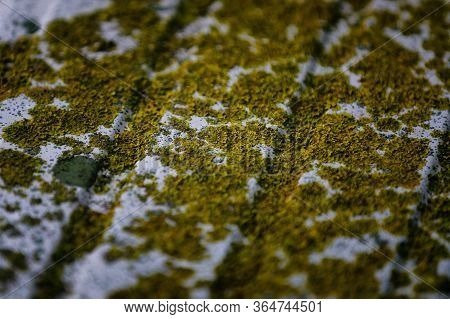 Green Moss Covering Stone Surface In The Countryside Near Istanbul In Turkey