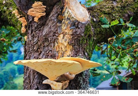 Polyporus Squamosus At Tree Image In Summer
