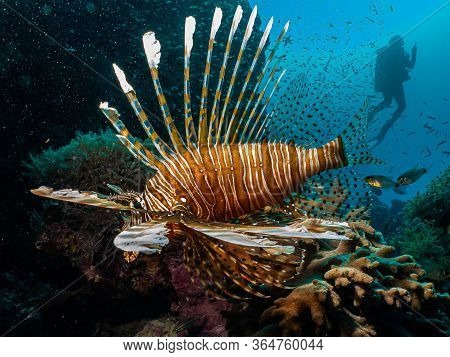 Amazing Picture Of A Lionfish (pterois) At A Red Sea Coral Reef With The Silhouette Of Scuba Diver I