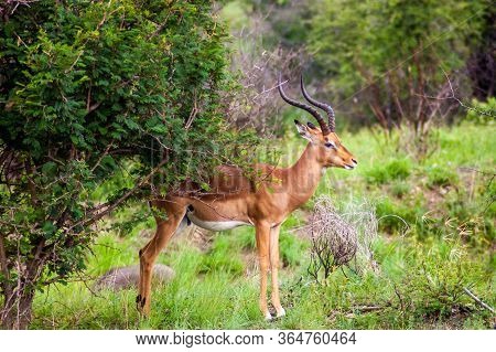 A Single Wild Deer In A Safari Park In Africa