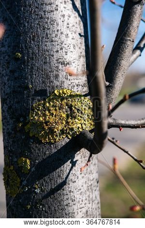 Fungal Diseases On A Tree Trunk In The Shape Of A Heart. Close-up