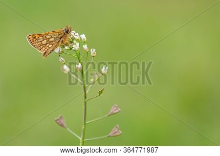 Small Woodland Butterfly, Chequered Skipper, With Brown Eyes And Yellow Spots On Orange Wings Sittin