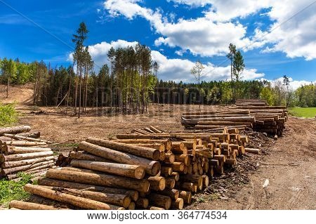 Forest Slope After Felling After Attack By Bark Beetle. Deforestation. Cutted Spruce Forest In The C