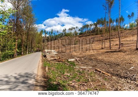 Forest Slope After Felling After Attack By Bark Beetle. Deforestation. Cutted Spruce Forest In The C