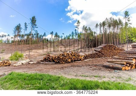 Forest Slope After Felling After Attack By Bark Beetle. Deforestation. Cutted Spruce Forest In The C