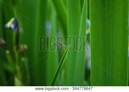 Dragonfl On A Blade Of Grass In The Park