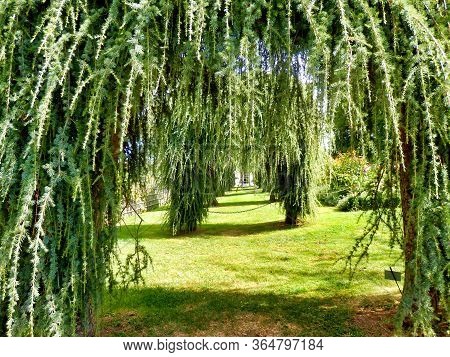 A Series Of Cedrus Deodara Pendula Arches In The Cottage Garden At Eyrignac Manor Garden, Dordogne, 