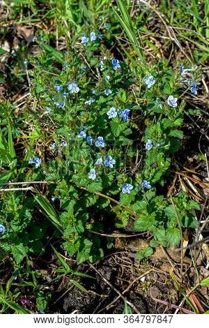 Beautiful Veronica Chamadris - Blue Flowers In Spring. In The Spring, Veronica Chamaedrys Blooms In 