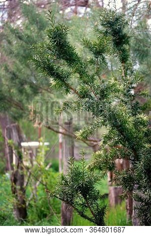 Yew Tree-leaved, Evergreen Tree, Sunny Spring Day