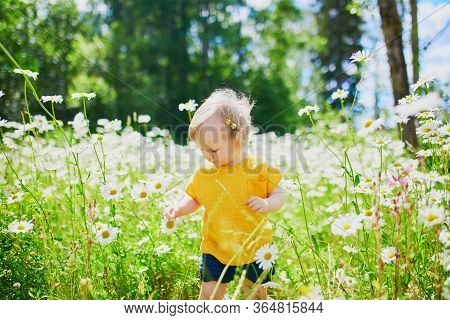 Adorable Baby Girl Amidst Green Grass And Beauitiful Daisies On A Summer Day. Little Child Having Fu