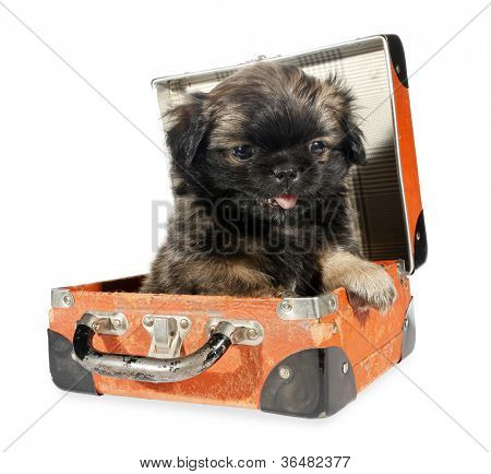 Pekingese puppy dog in suitcase