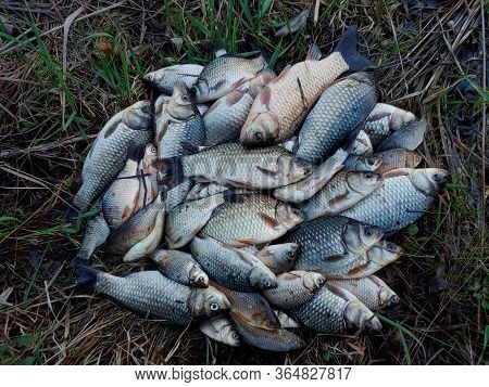 Freshly Caught River Fishes Of Various Killifish Species.