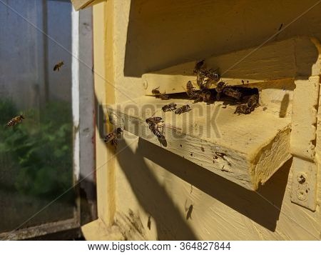 Honeybees Entering Hive. Bees At The Entrance To The Hive Close-up On A Background Of The Hive. Bees