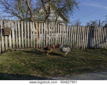 Two Brisk Aggressive Rooster Fight In The Backyard Farm High Soaring And Straightened The Feathers.