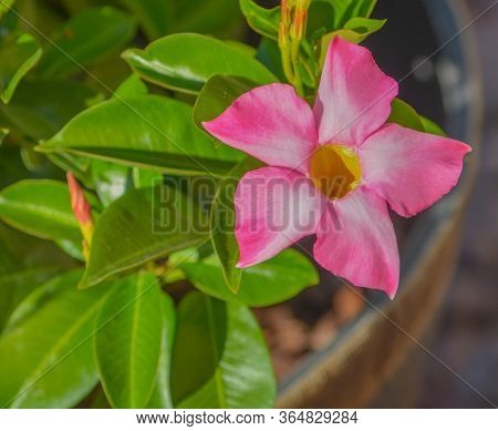 Dipladenia, Mandevilla Sanderi, Is A Annual Shrub. With Showy Pink, Red, Raspberry Splash Blooms In 