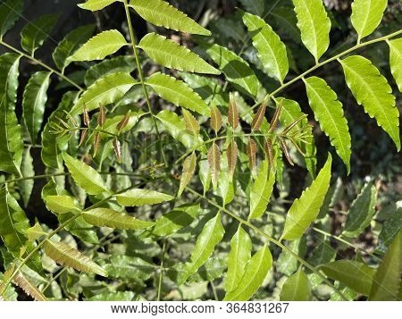 Close Up Fresh Green Azadirachta Indica Leaf In Nature Garden