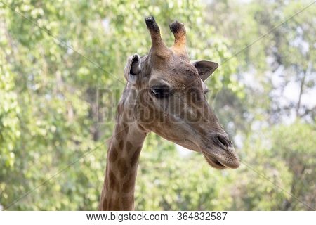 Front On View Of A Giraffe Against Green Foliage