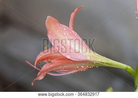Pink Hippopotamus Or Amaryllis In The Rainy Season.