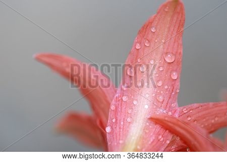 Pink Hippopotamus Or Amaryllis In The Rainy Season.