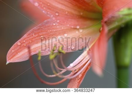 Pink Hippopotamus Or Amaryllis In The Rainy Season.