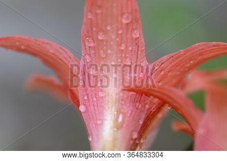 Pink Hippopotamus Or Amaryllis In The Rainy Season.