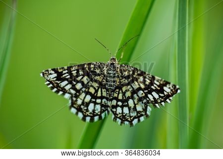 Latticed Heath, Chiasmia Clahrata Moth Sit On Grass Stem