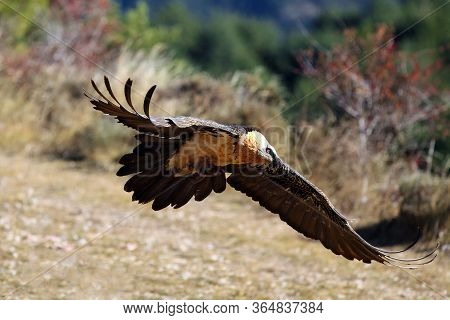 The Bearded Vulture (gypaetus Barbatus), Also Known As The Lammergeier Or Ossifrage Flying With A La
