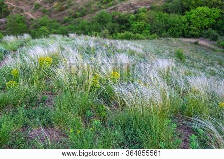 Spring Landscape - Meadow In A Forest With Fresh Green Grass, Flowers And White Stipa Or Feather Gra