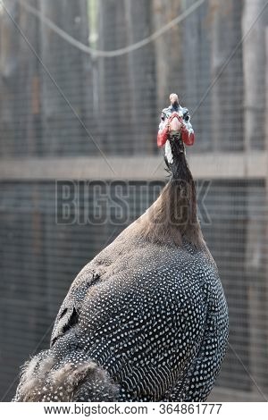 Pintado. Close-up Portrait. Agricultural Industry. One Bird In The Frame.