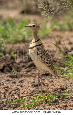 Two-banded Courser Stands By Grass Facing Left