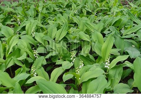 A Lot Of White Flowers In The Leafage Of Convallaria Majalis In May