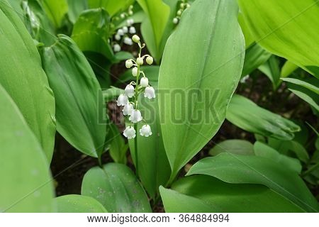 Closeup Of Raceme Of White Flowers Of Convallaria Majalis In May