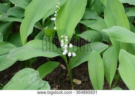 Little White Flowers In The Leafage Of Convallaria Majalis In May
