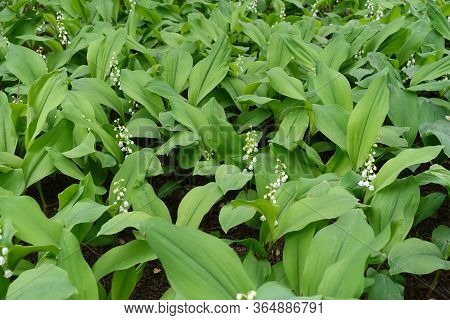 Multiple White Flowers Of Convallaria Majalis In May