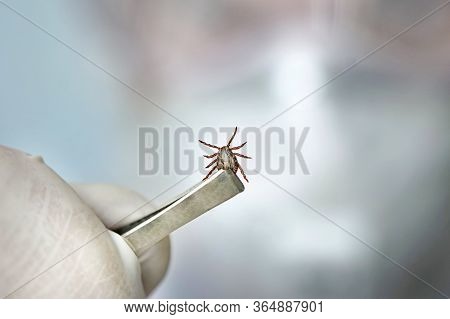 A Dangerous Blood-sucking Insect. Small Brown Spotted Mite, Biological Name Dermacentor Marginatus O