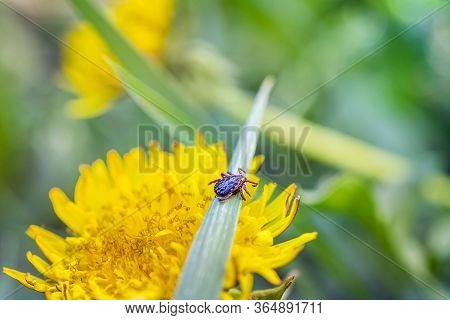 Harvest Mite Hunts On Dog Sitting On The Grass In Spring In May Encephalitis. Dermacentor Marginatus